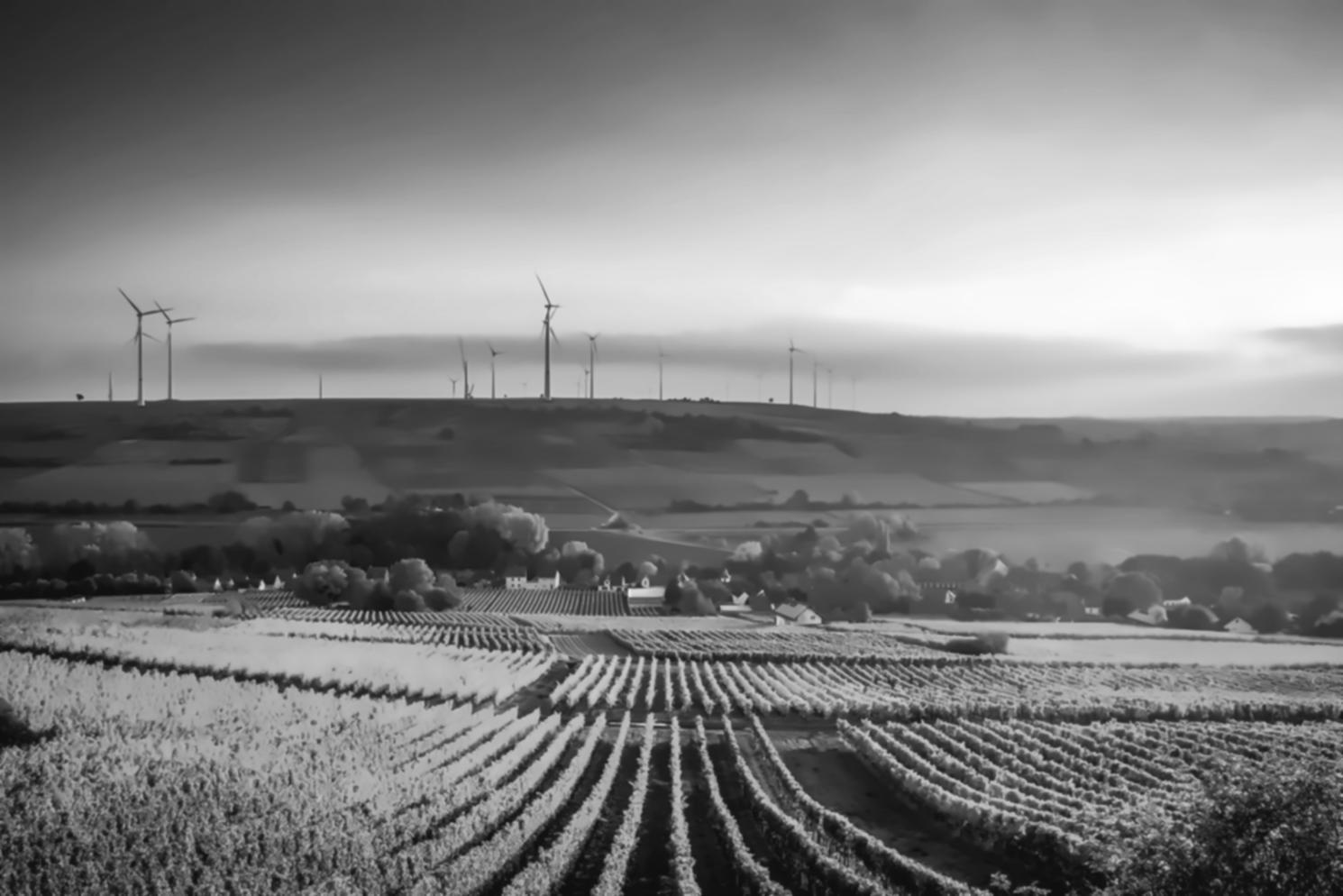 Forêt mixte avec arbres feuillus et conifères en pleine biodiversité